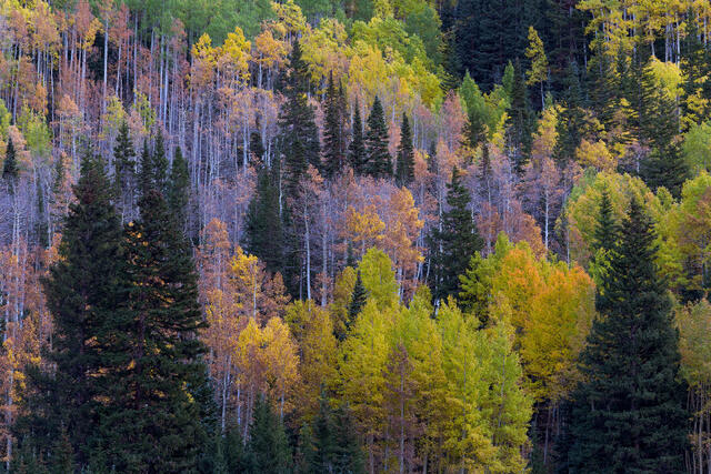 Mixed Forest