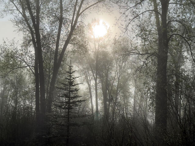Morning Burn