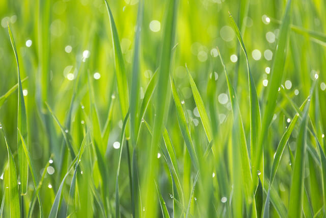 Morning Dew