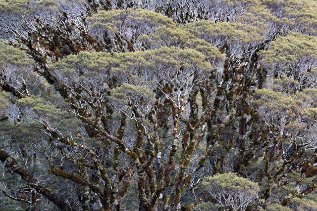 Moss Branched