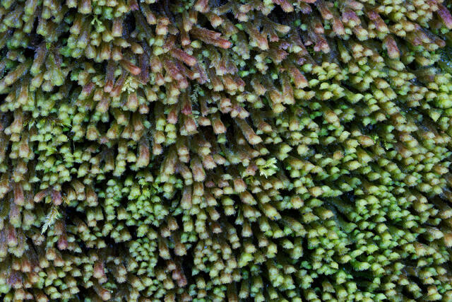 Moss Columns