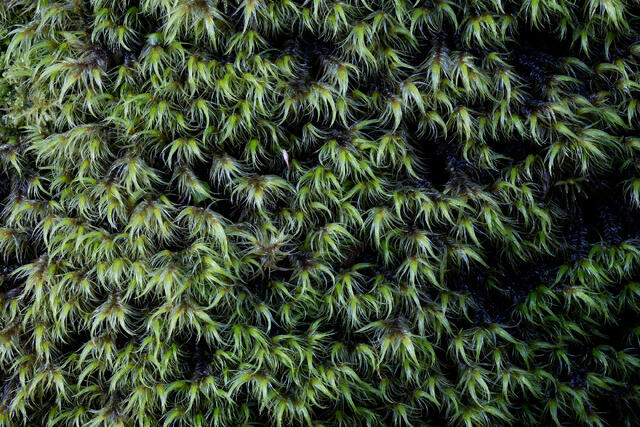 Moss Hair