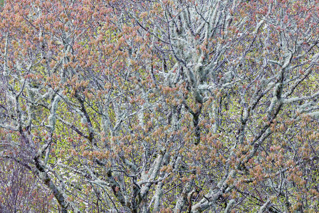 Moss and More