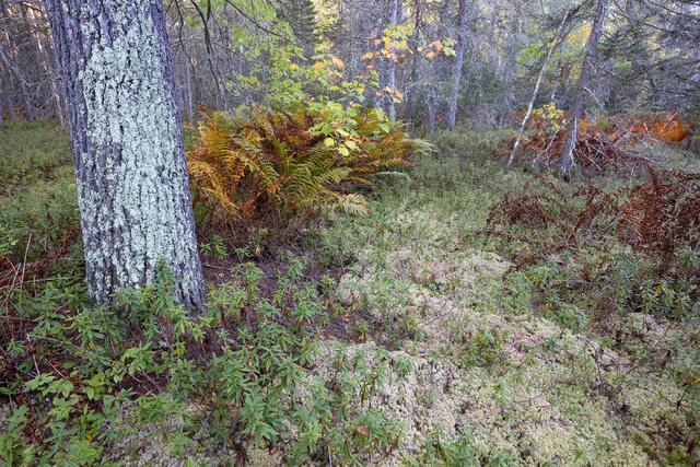 Mossy Fall