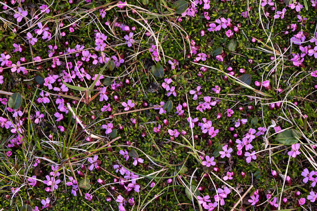 Mossy Medley