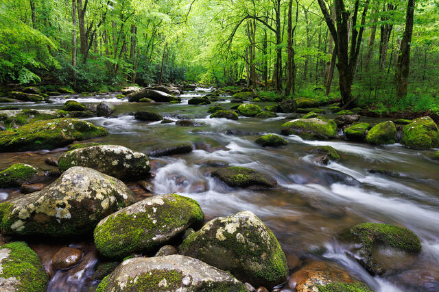 Mossy Rocks