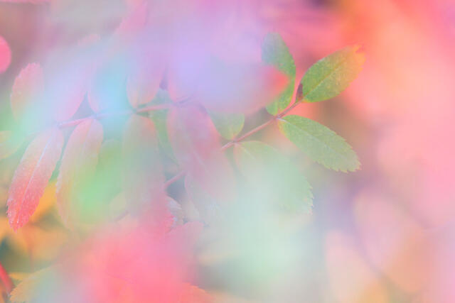 Mountain Ash