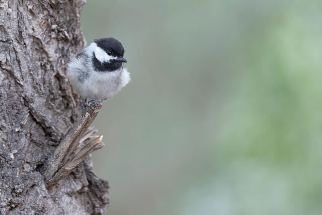 Mountain Chickadee