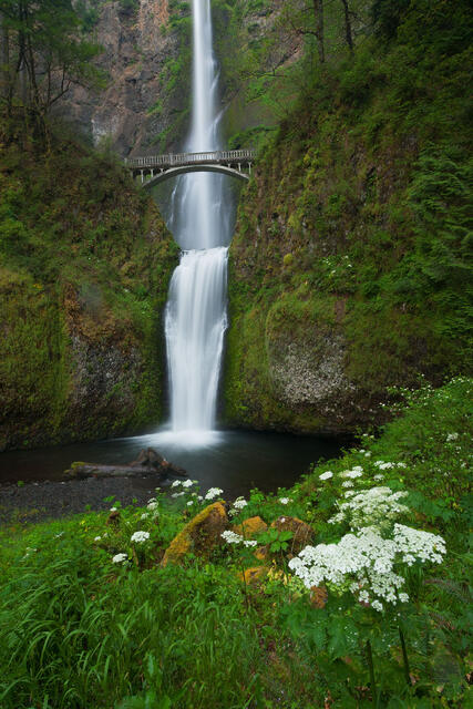 Multnomah Flowers