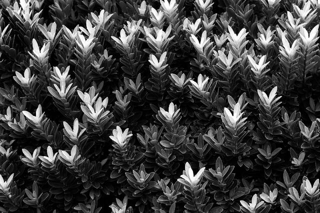 New Growth