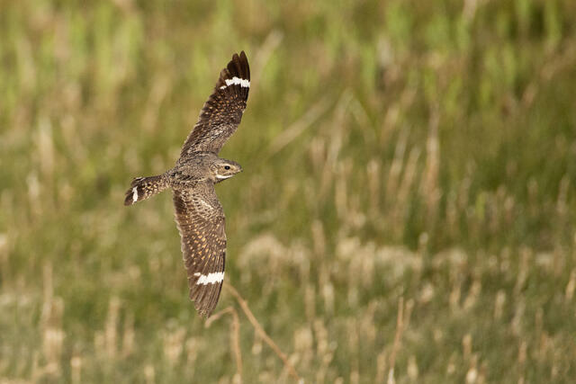 Nighthawk Patrol