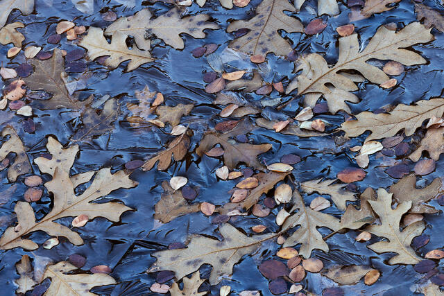 Oaks on Ice