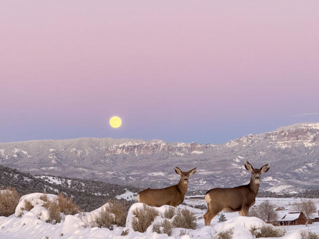 One Moon Two Deer