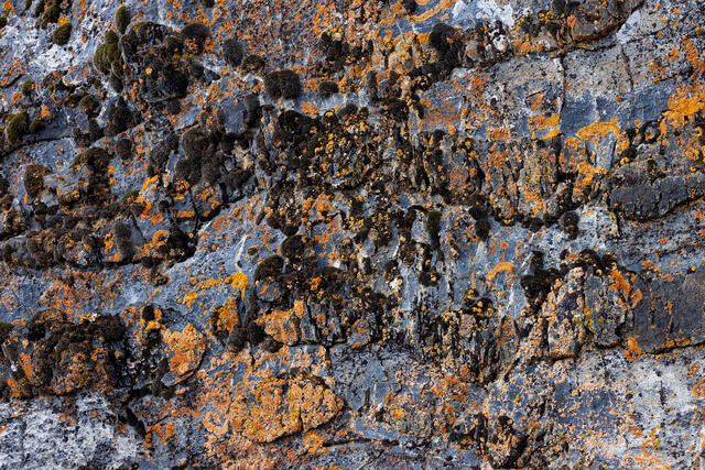 Orange Lichen