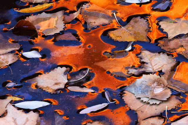 Oranged