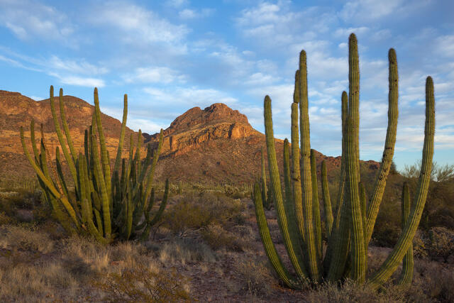 Organ Pipe Frame