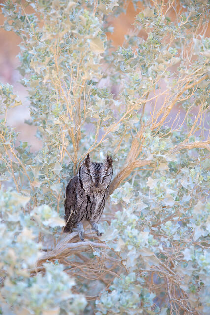 Owl Friend