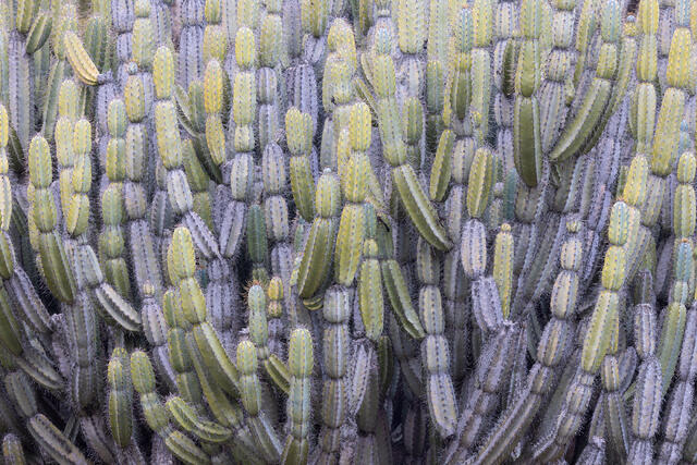 Pastel Cactus
