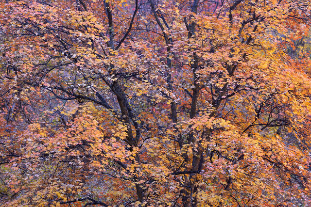 Peak Maple