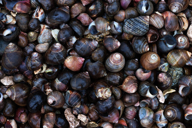 Perrywinkles