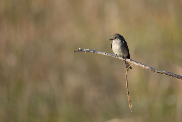 Pewee Perch