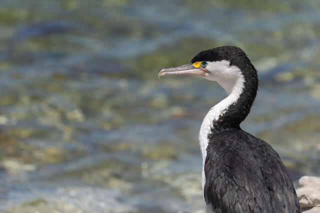 Pied Cormorant
