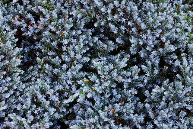 Pine Blues