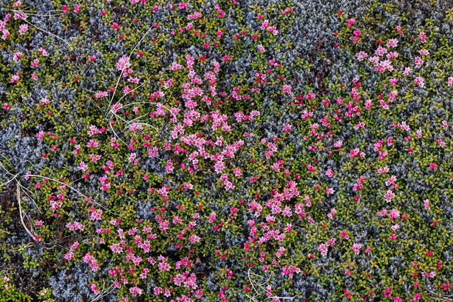 Pink and Green