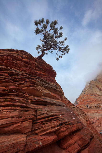 Pinyon