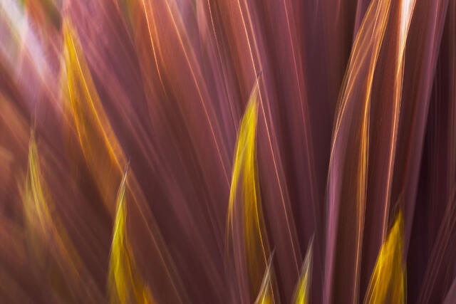 Plant Flames
