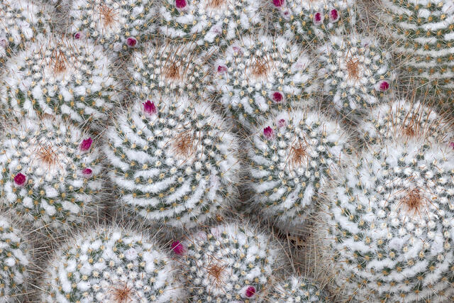 Pointy Pillows