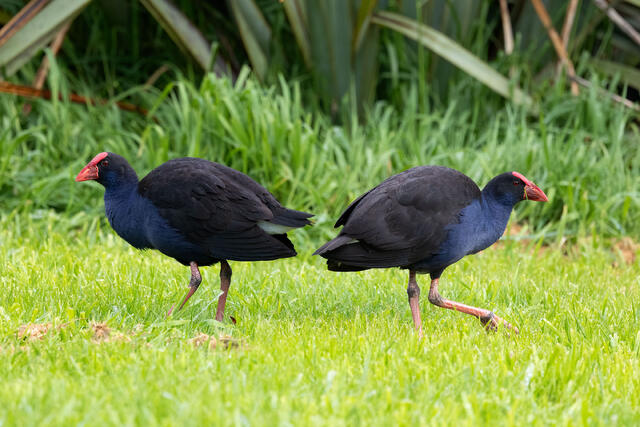 Pukeko Symmetry
