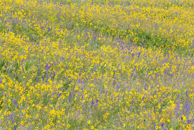 Purple Among Gold