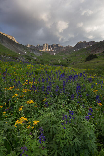 Purple Gold Alpine Meadow