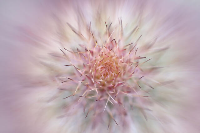 Radiating Pastels