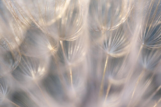 Radiating Pods I