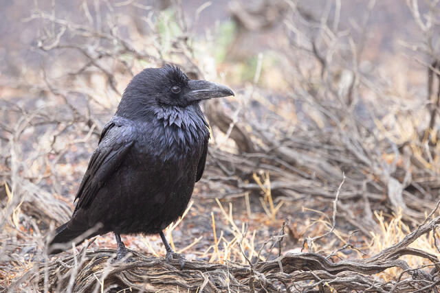 Rainy Raven