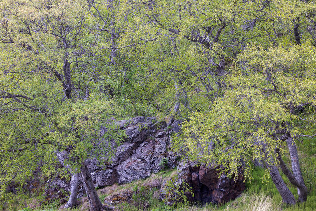 Rare Forest