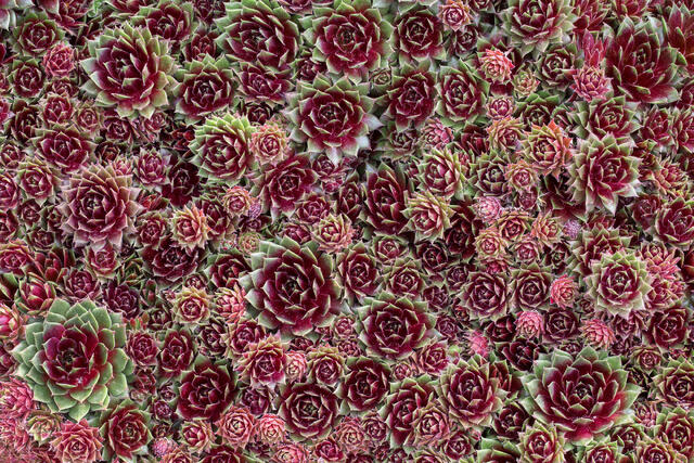 Red Hens and Chicks