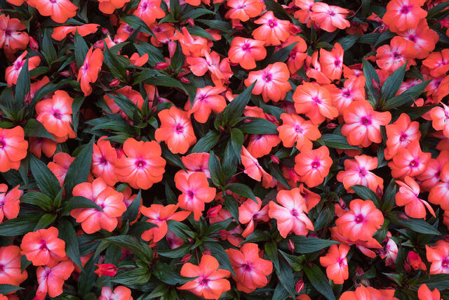 Red on Green