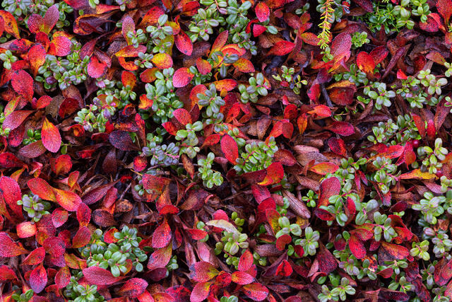 Red with Green