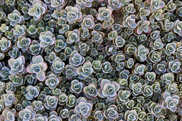 Plants Succulents