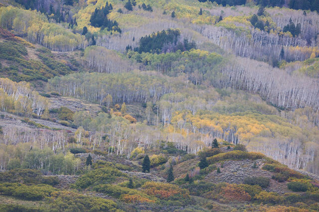 Rolling Hills