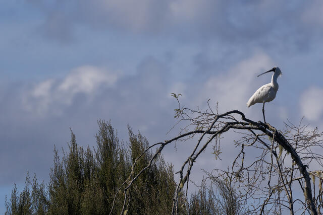 Royal Spoonbill