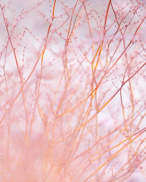 Tangled Branches
