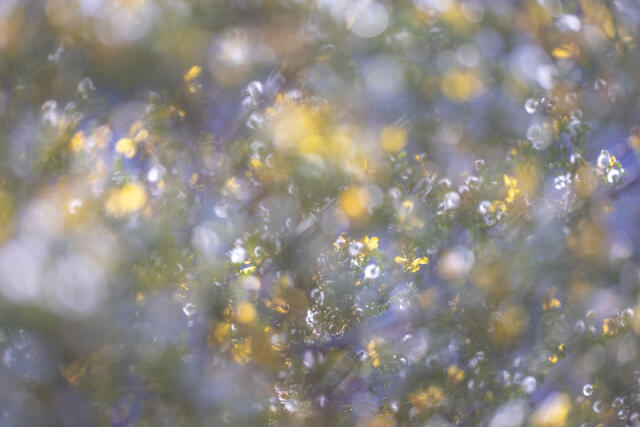 Little Sparkles