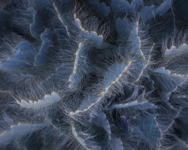 Fuzzy Frills