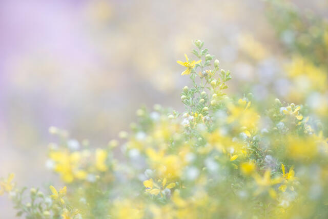 In Full Bloom