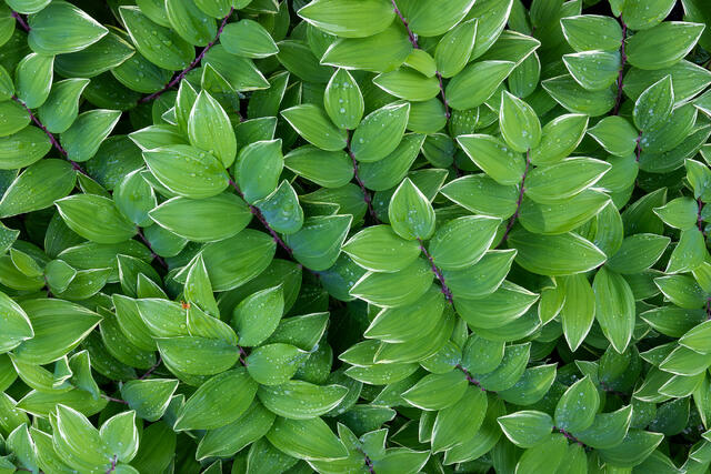Solomon's Seal in Spring