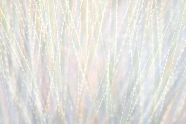 Desert Spoon Lines - 4